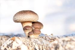 All mushrooms are magic