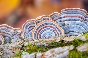 Nammex adds self-affirmed GRAS status to additional trademarked mushroom ingredients