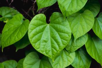 Logical Square’s Portfolio Expands with Menopause, Prebiotic, and Extraction Introductions