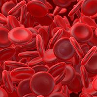 Hematologic Oncology