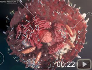 CLR 131 Mechanism of Action