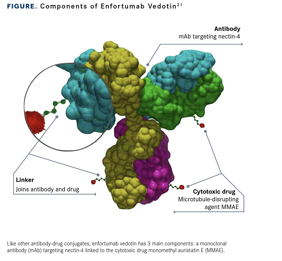 Nectin-4 Emerges As A Therapeutic Target In Urothelial Carcinoma And Beyond