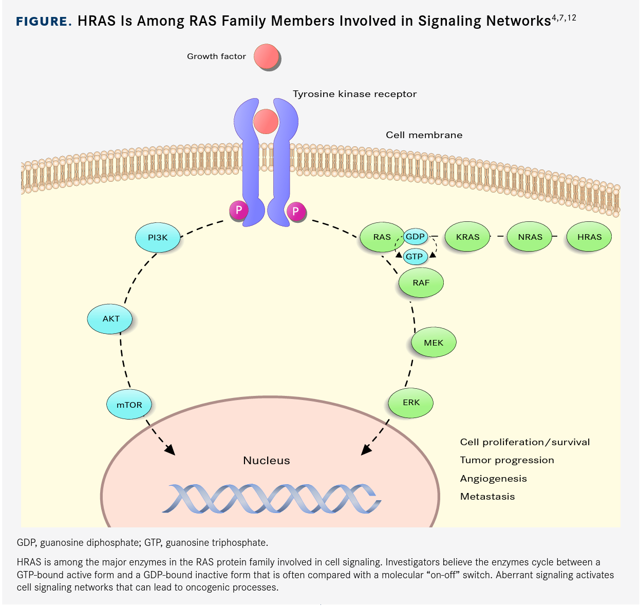 HRAS Is Among RAS Family Members Involved in Signaling Networks