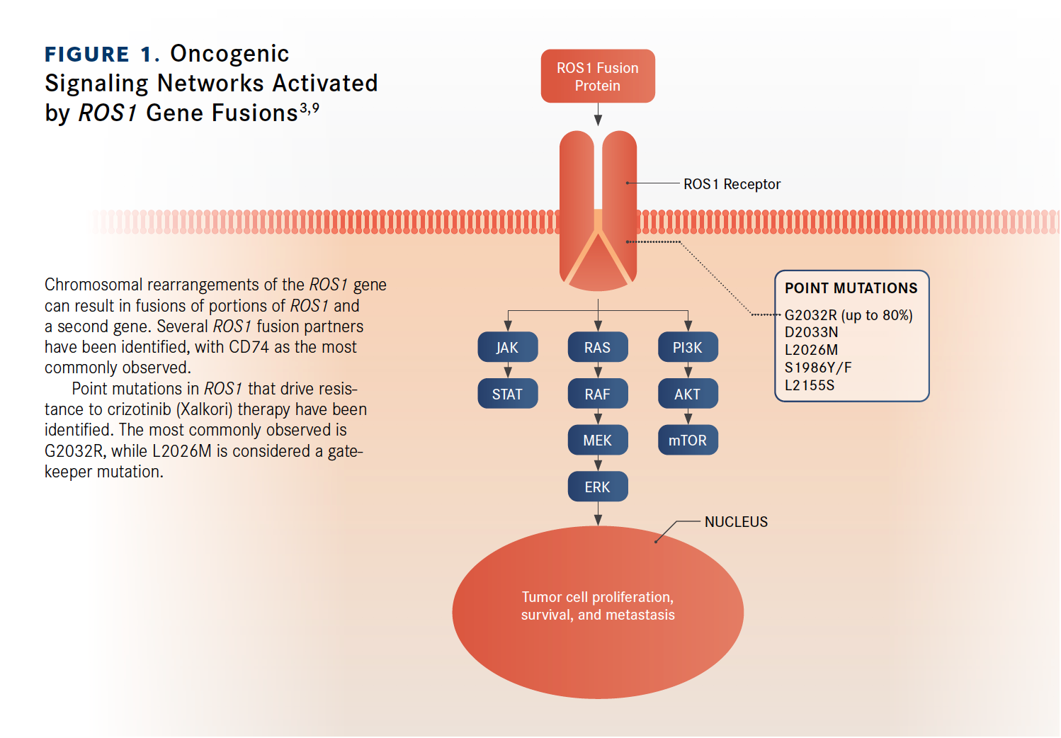 Anti Ros1 Agents Targeting ROS1 Gain Traction in NSCLC
