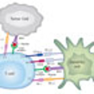 Immune Checkpoint Blockade in Cancer: Inhibiting CTLA-4 and PD-1/PD-L1 With Monoclonal Antibodies