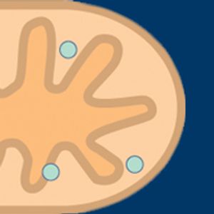 BCL-2 Emerges as an Attractive Target in Solid and Hematologic Cancers