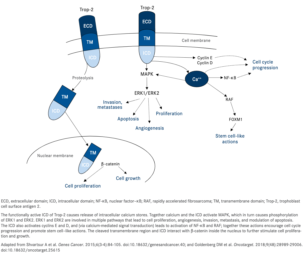 Role of Trop-2 as an Actionable Biomarker in Solid Tumors