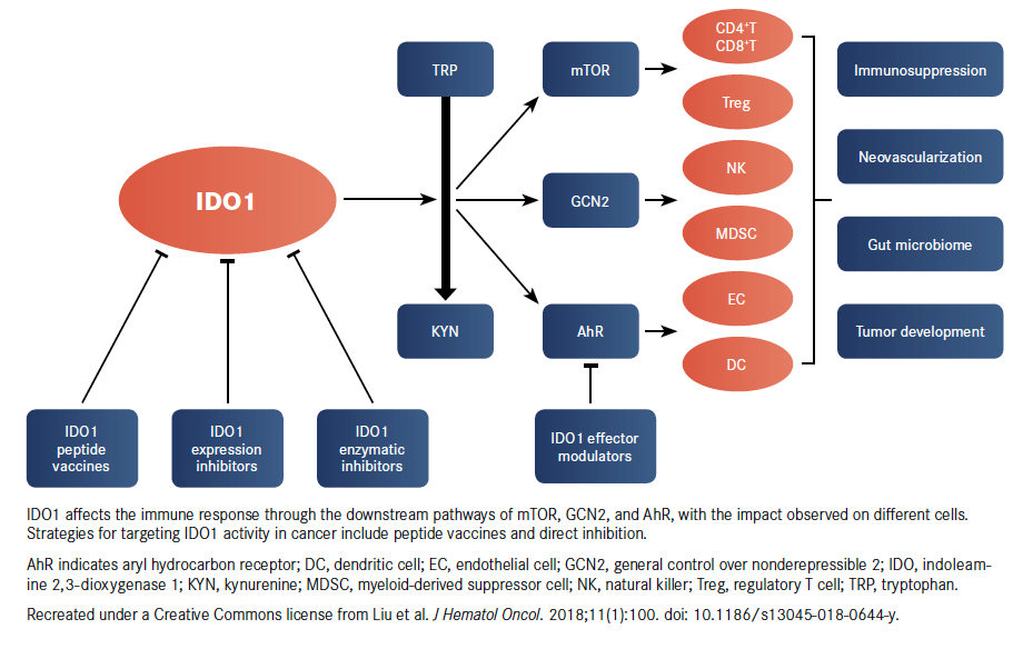IDO Inhibitor Development Shows Fresh Signs of Life Across Tumor Types
