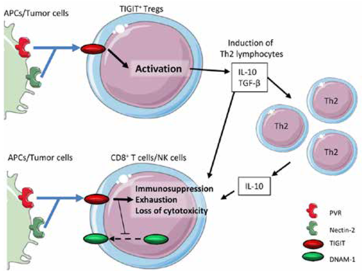 Interest Builds for Targeting TIGIT Checkpoint
