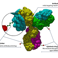 Nectin-4 Emerges As A Therapeutic Target In Urothelial Carcinoma And Beyond