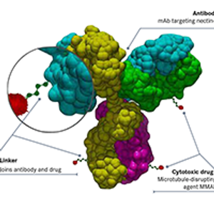 Most ongoing clinical trials exploring nectin-4 as a target involve studies of enfortumab vedotin and its potential synergy with immune checkpoint inhibitors in bladder cancer, while several other early-phase studies are testing novel agents in solid tumors.