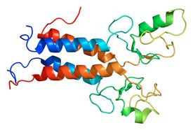 BRCA1 protein