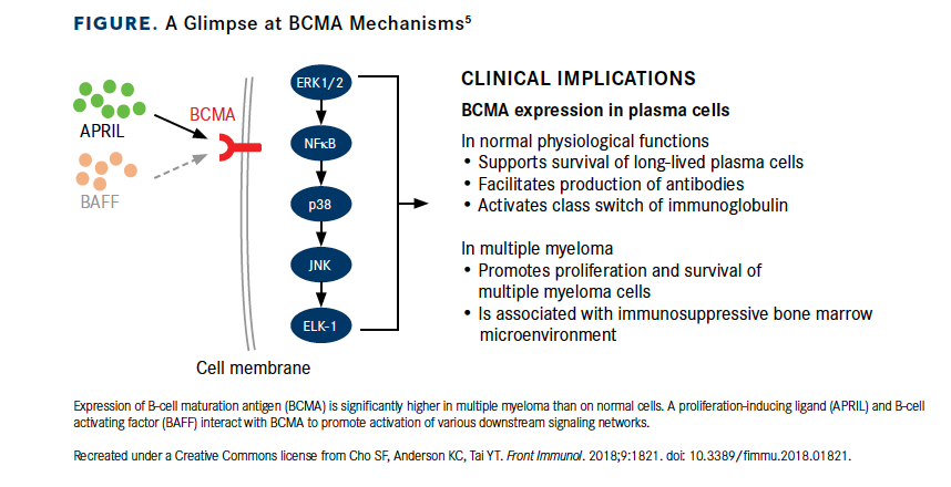 BCMA Emerges As Hot Target In Myeloma, With CARs Leading The Way