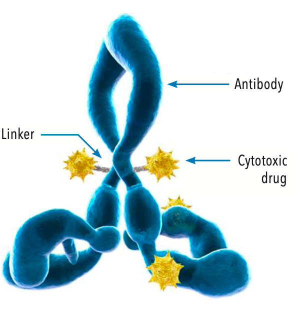 Figure. Structure of an Antibody-Drug Conjugate