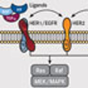 Revisiting HER2: Recent Research Shakes Views on Famed Marker