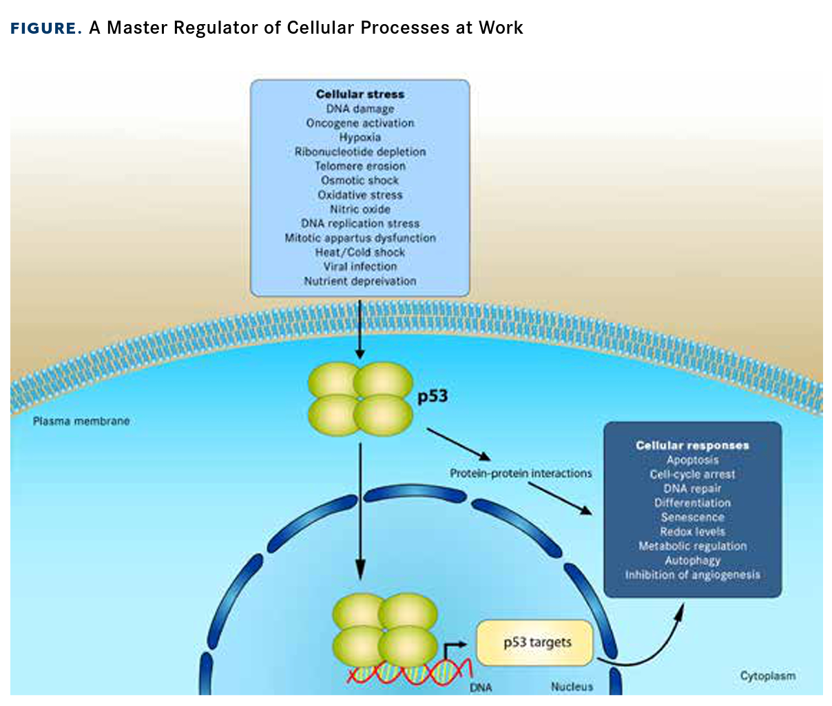 Novel Strategies For Targeting The Guardian Of The Genome Emerge