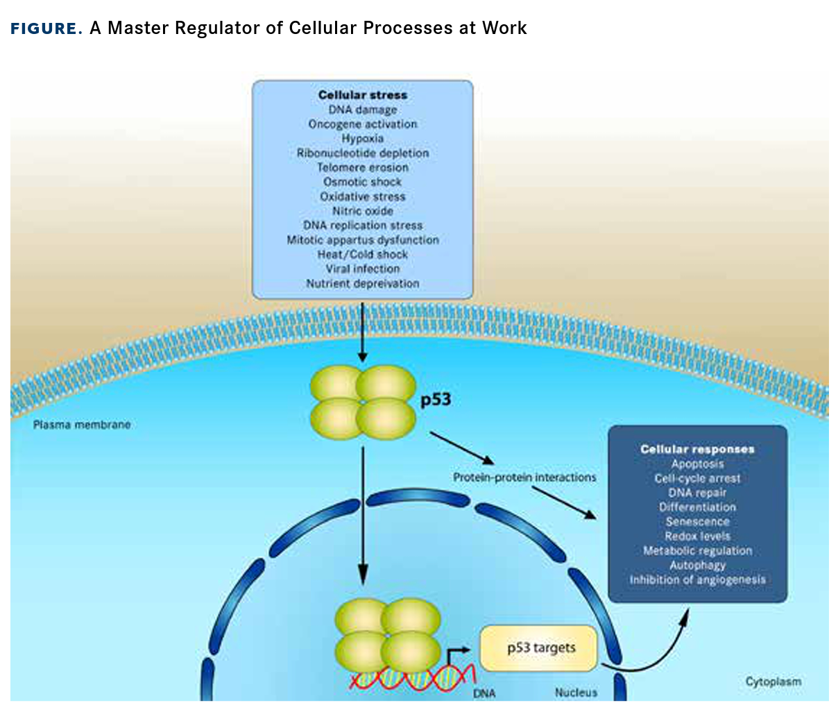 FIGURE: The p53 protein, a transcription factor that regulates many cellular processes in response to stress, plays an important role as a tumor suppressor. Strategies for targeting dysregulated p53, which is implicated in approximately half of human cancers, include targeting its interactions with MDM2 proteins and the first-in-class p53 reactivator eprenetapopt.