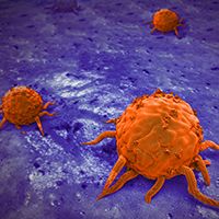 Cancer cells
