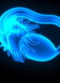 Rucaparib Maintenance in HRD-Negative  Ovarian Cancer | Image Credit: © magicmine -  stock.adobe.com