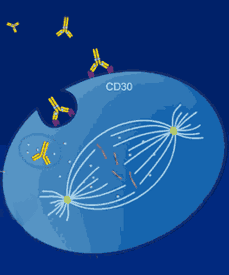 Brentuximab Vedotin Mechanism of Action