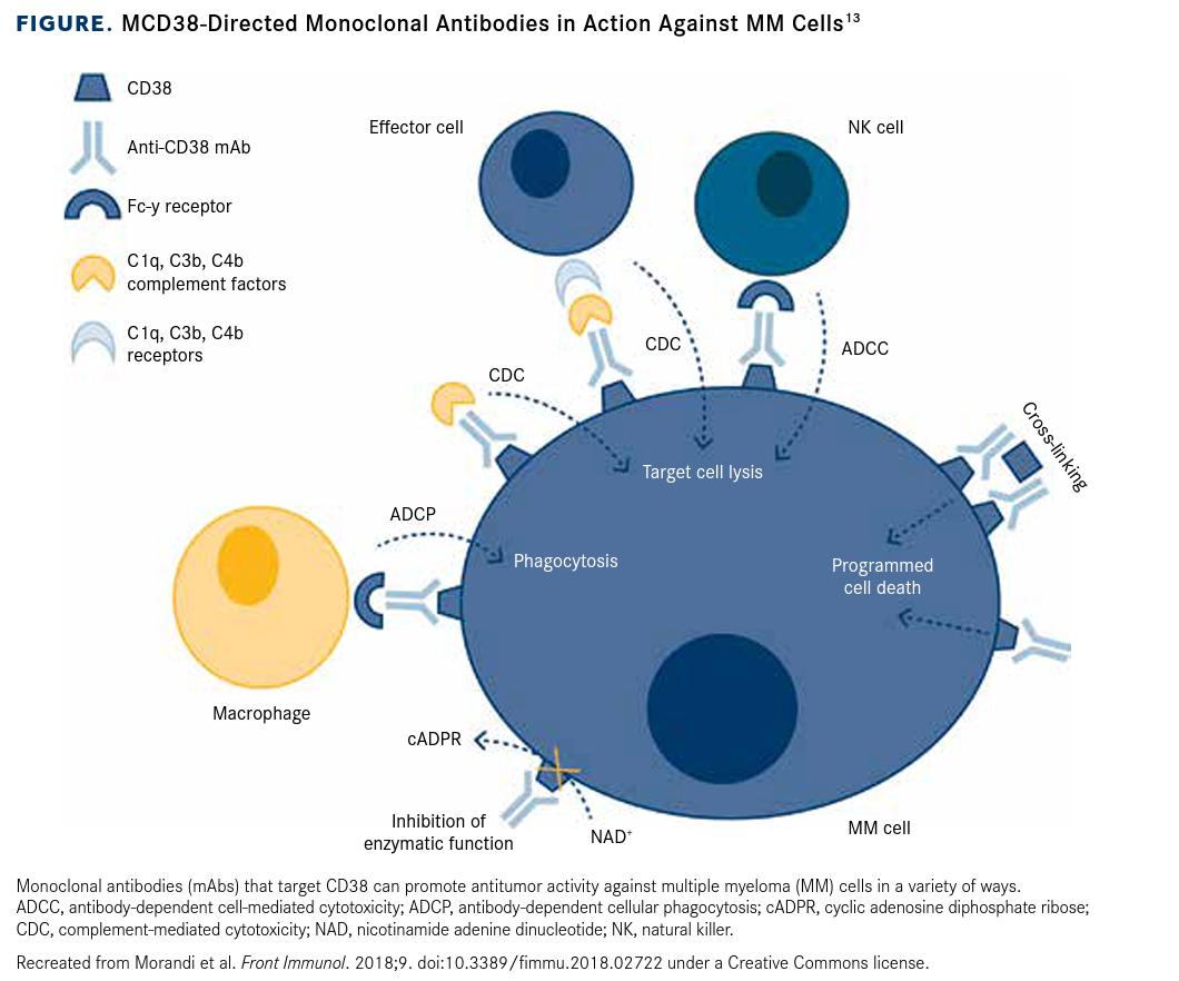 New Strategies For Targeting CD38 In Multiple Myeloma Take Root