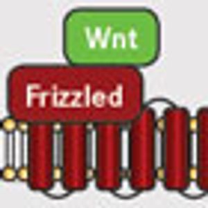 Wnt Signaling Inhibition: Will Decades of Effort Be Fruitful at Last?