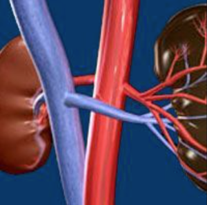 Frontline Lenvatinib/Everolimus Combo Is Active in Non-Clear Cell RCC