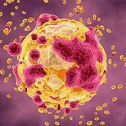 Belapectin/Pembrolizumab Shows Early Activity, Tolerability in Metastatic Melanoma & Head and Neck Cancer