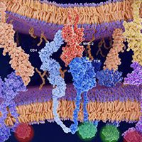 A New Generation of Drugs Targeting PD-1/PD-L1 Takes Shape in Oncology