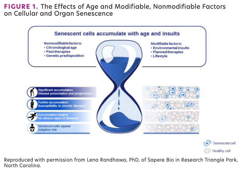 The Effects of Age and Modifiable, Nonmodifiable Factors on Cellular and Organ Senescence