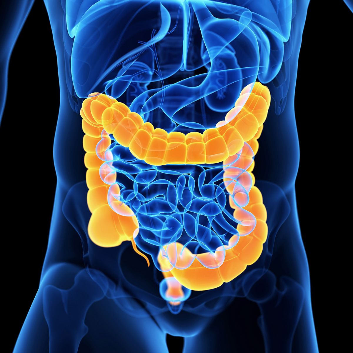 Anatomical rendering of the human body with the colon highlighted