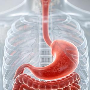Graphic of a person's esophagus and stomach