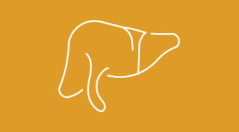 yellow background with a white outline indicating a liver