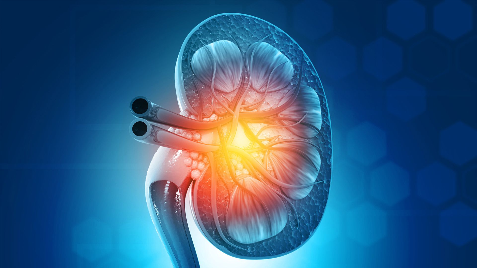 Graphic of a kidney