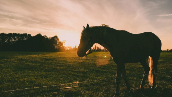 horses