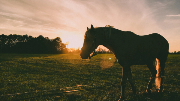 horses