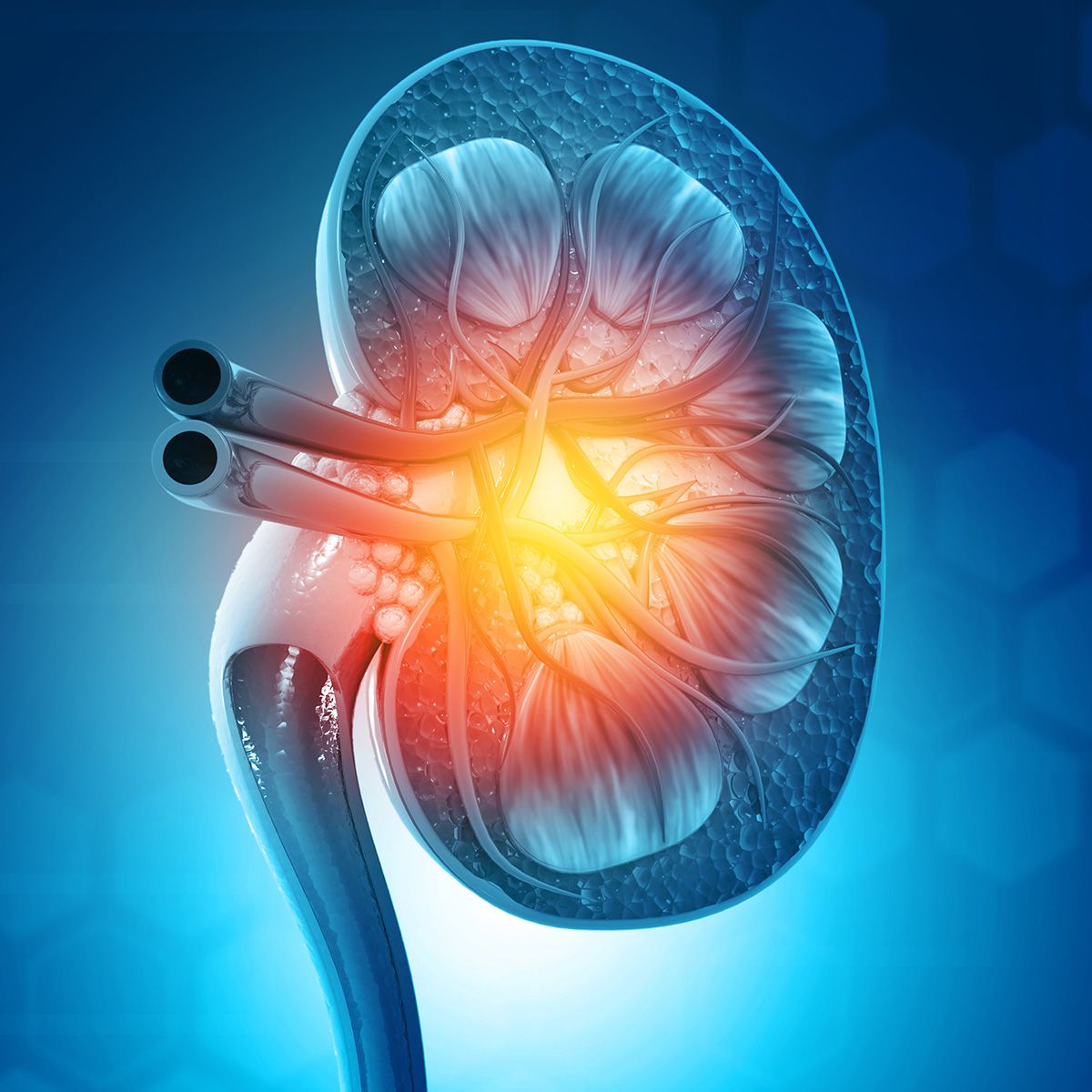 Anatomical graphic of a kidney