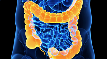 Anatomical rendering of the gastrointestinal tract with the colon highlighted in yellow