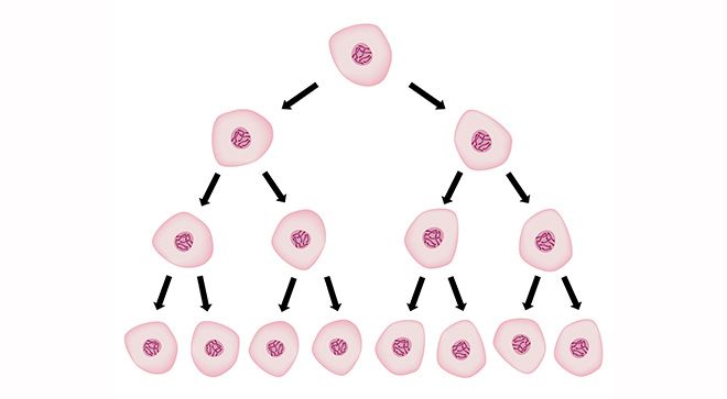 Off-the-Shelf Solution Offers Renewable, Reproducible Process of CAR T ...