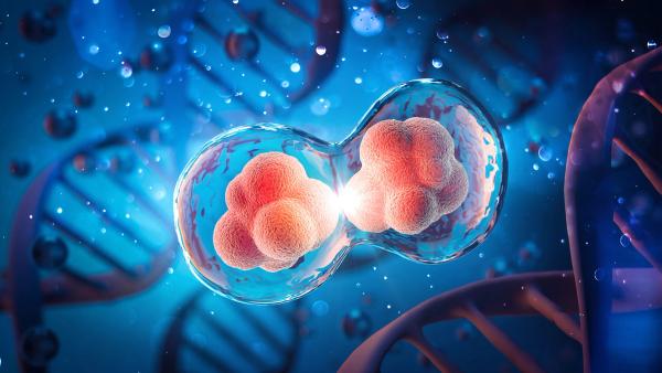 image of stem cells