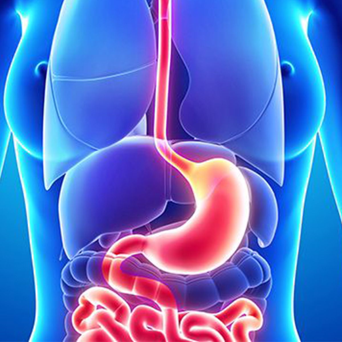 Anatomical image of a person with their gastrointestincal tract highlighted