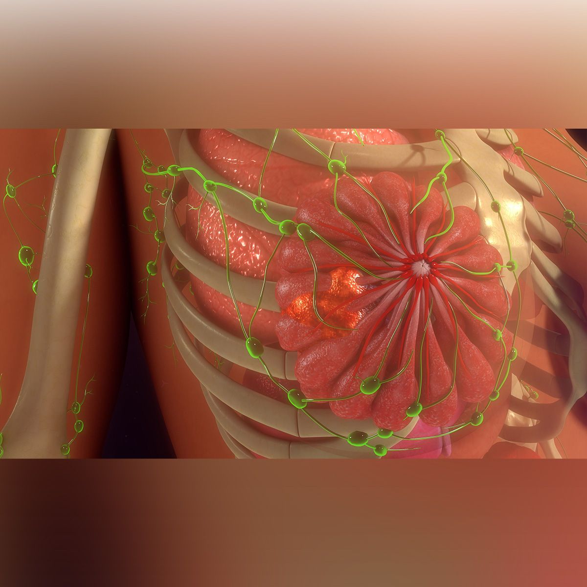 Anatomic image of a breast