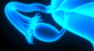 Graphic of an ovary