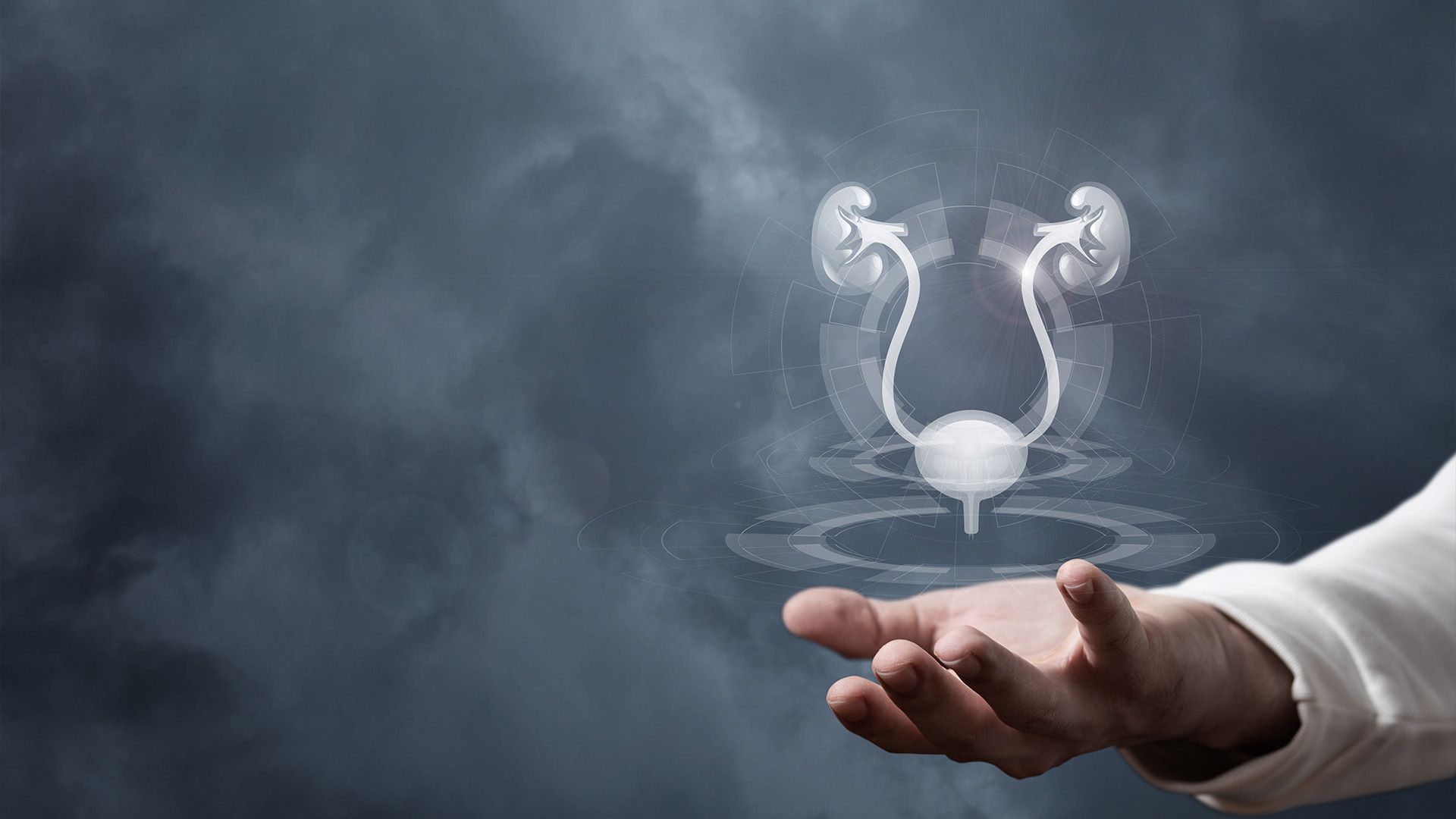 Image of the genitourinary system