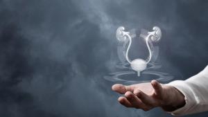 Image of the genitourinary system