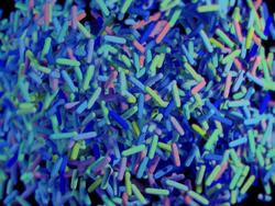 Gut Microbiome May Be Useful in Predicting Toxicities With Nivolumab in Advanced Gastric Cancer