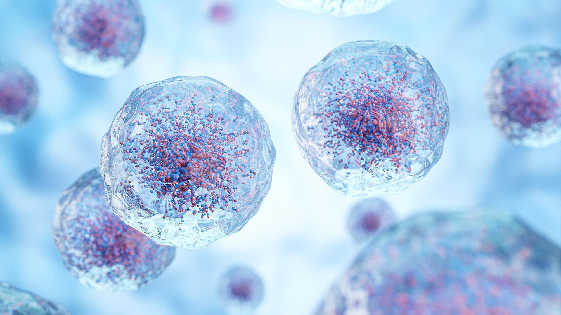Graphic of white blood cells