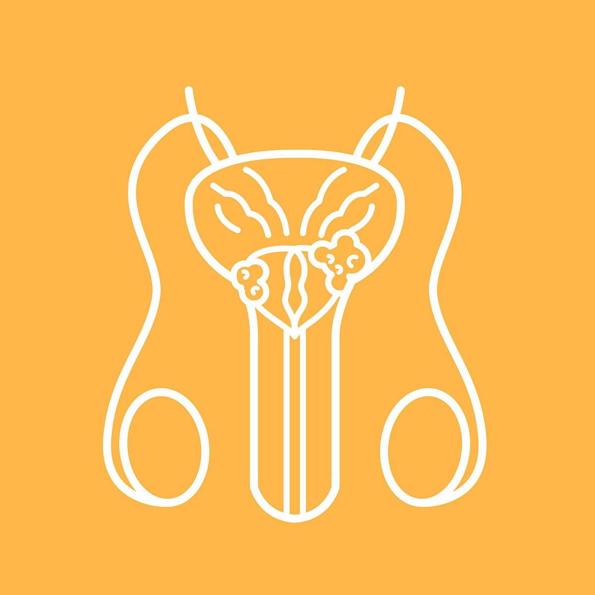 Line illustration of the male genitourinary system