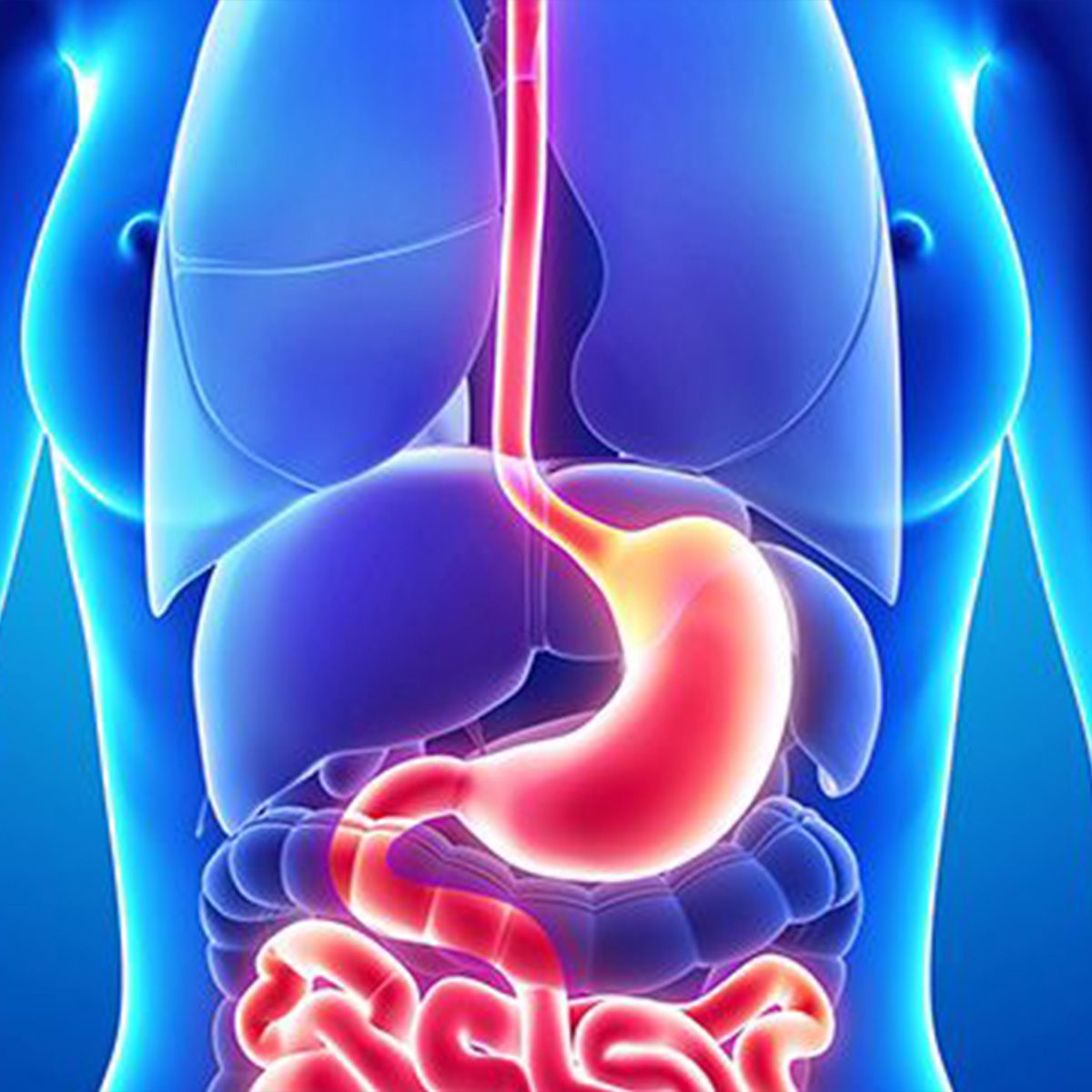 Anatomical image of a person's gastrointestinal tract