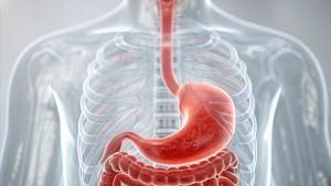 Graphic of the gastric system